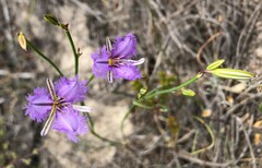 Thysanotus racemoides