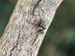 Anthomyia vicarians