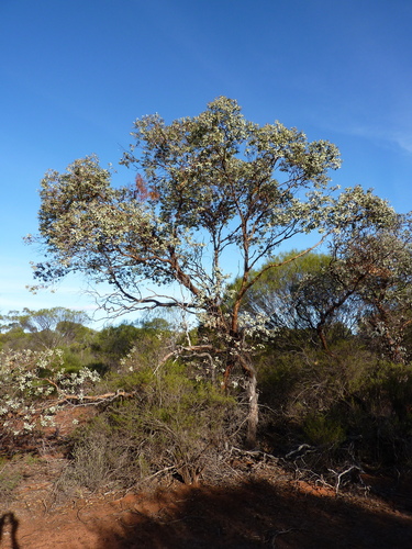 Eucalyptus brachyphylla C.A.Gardner
