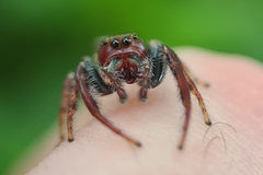 Opisthoncus quadratarius