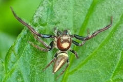 Opisthoncus quadratarius