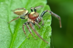 Opisthoncus quadratarius