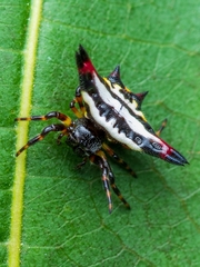 Gasteracantha geminata
