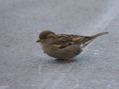 Passer domesticus