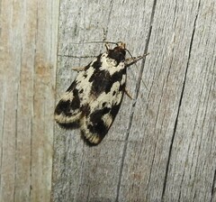 Barea confusella
