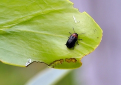 Aporocera