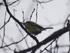Parus major