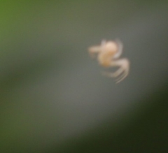 Zygometis xanthogaster