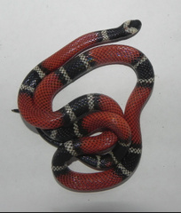 Micrurus dumerilii dumerilii