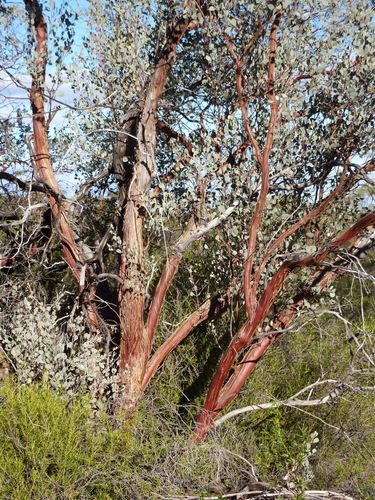 Eucalyptus educta L.A.S.Johnson & K.D.Hill 2