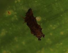 Cethosia penthesilea