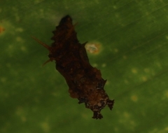 Cethosia penthesilea