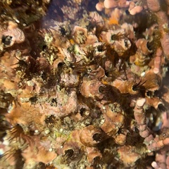 Dodecaceria fewkesi