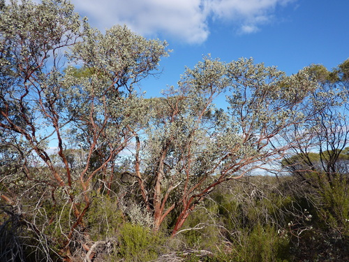 Eucalyptus educta L.A.S.Johnson & K.D.Hill