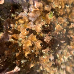 Dodecaceria fewkesi