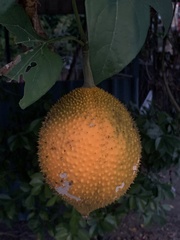 Momordica cochinchinensis