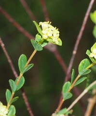 Pimelea flava