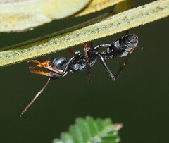 Myrmecia pilosula