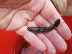 Oxyeleotris aruensis