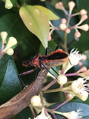 Gminatus australis
