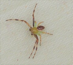 Australomisidia pilula