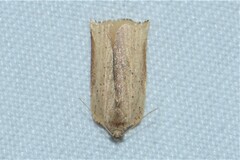 Meridemis