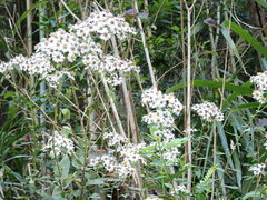 Aster taiwanensis