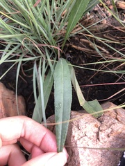 Dimorphotheca jucunda