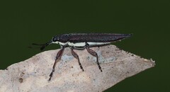 Rhinotia phoenicoptera