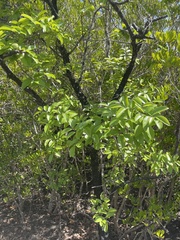 Xylocarpus moluccensis