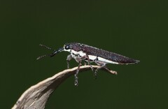Rhinotia phoenicoptera