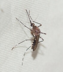 Aedes alboannulatus