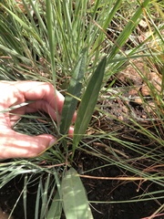 Dimorphotheca jucunda