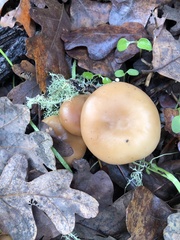 Gymnopilus dryophilus