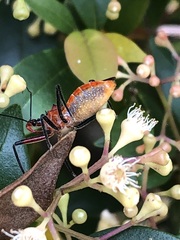 Gminatus australis