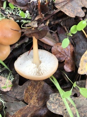 Gymnopilus dryophilus