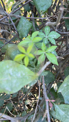 Ipomoea cairica