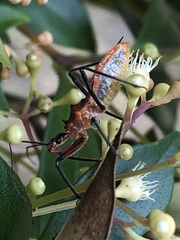 Gminatus australis