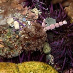 Themiste pyroides