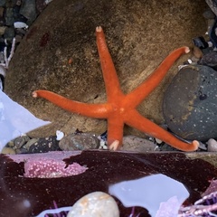 Henricia leviuscula