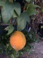 Momordica cochinchinensis