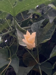 Momordica cochinchinensis