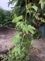 Momordica cochinchinensis