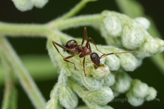 Formica pallidefulva