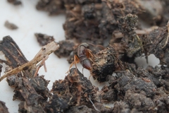 Ponera pennsylvanica