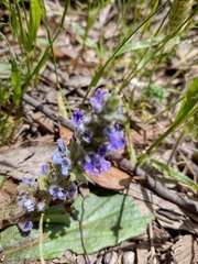 Ajuga australis