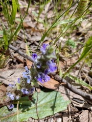 Ajuga australis