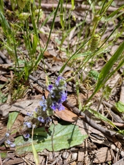 Ajuga australis
