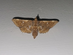 Thyrididae