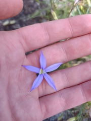 Lithotoma axillaris